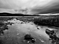 DSC08524_BW