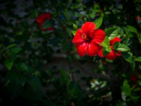 DSC06203