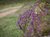 IMG_6182