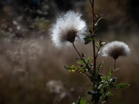 IMG_7729