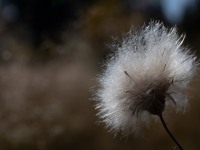 IMG_7730
