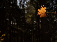 IMG_7736