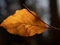 IMG_7746