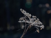 IMG_7766