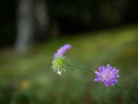 IMG_9006