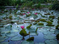 IMG_9517