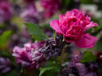 IMG_9612