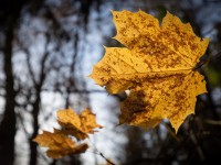 IMG_2087