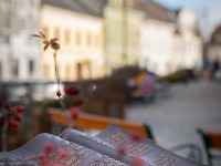 IMG_2166