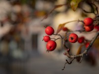 IMG_2169