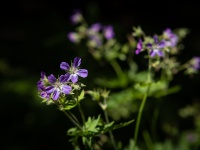 IMG_8342