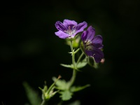 IMG_8352
