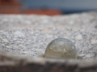 IMG_0829