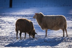 IMG_9077