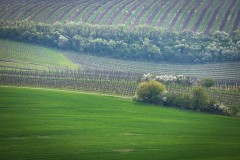 IMG_6459
